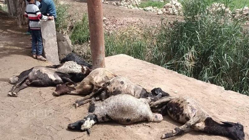 نفوق رؤوس ماعز وأغنام