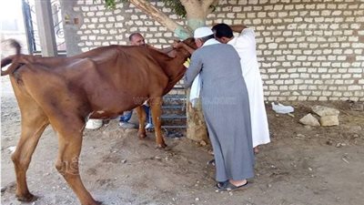 انطلاق الحملة القومية لتحصين الثروة الحيوانية ببني سويف الأحد المقبل 