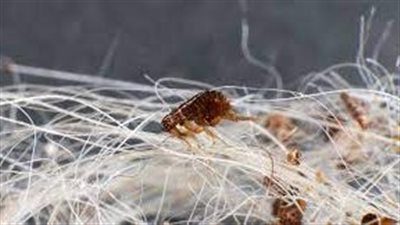 إنقاذ حياة أمريكي ببتر أطرافه بسبب حشرة 