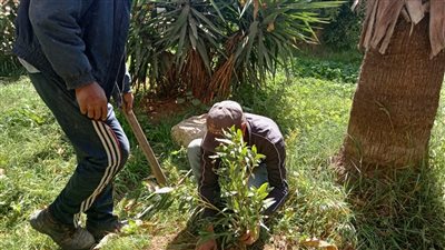 محافظ الإسكندرية: زراعة 71 ألف شجرة في الحدائق العامة