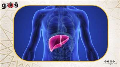 معهد بلهارس: إمكانيات علاجية جديدة لتليف الكبد من بروتين الحليب (فيديو) 