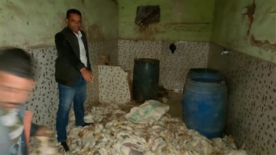 ضبط ١.٢ طن دواجن نافقة داخل مخزن بأبو صير  قبل طرحها بالأسواق (صور) 
