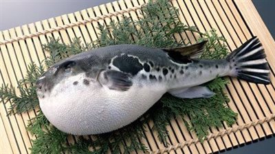 الينفوخية تقتل امرأة ماليزية وتحيل الزوج للعناية المركزة