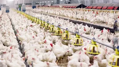 انتداب المعمل الجنائي لمعاينة حريق مزرعة دواجن في الصف