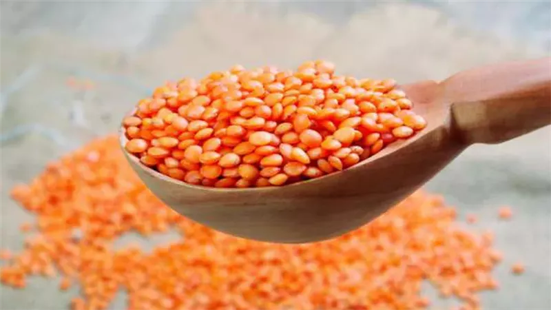 أسعار العدس اليوم،