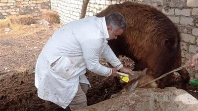 تحصين 363 ألف ماشية ضد الحمى القلاعية والوادي المتصدع بالشرقية 