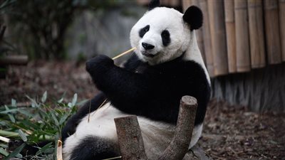 اكتشاف باندا عملاقة آكلة للحوم من عصور ما قبل التاريخ