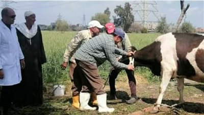 بيطري المنوفية: تحصين 376 ألف رأس ماشية 