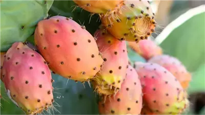 رصد بؤر جديدة للحشرة القرمزية في تونس