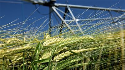 الأرصاد تحذر المزارعين من ري القمح اليوم لهذا السبب 