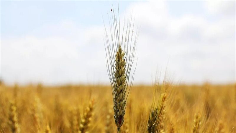 موسم القمح الجديد,