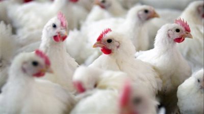 بشايرها هلت، شعبة الثروة الداجنة تكشف عن كارثة وشيكة في صناعة الدواجن بسبب اللقاحات والأمصال