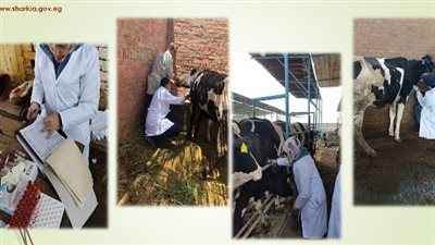 بيطري الشرقية: فحص 4234 رأس ماشية ضد البروسيلا والسل البقرى 