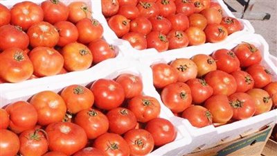 هل تواصل أسعار الطماطم انخفاضها في الأسواق؟ شعبة الخضراوات تجيب
