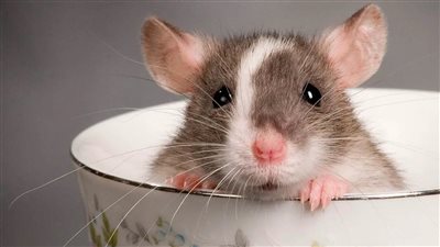 تفسير حلم عضة الفأر في المنام وعلاقته بحل المشكلات في القريب العاجل 