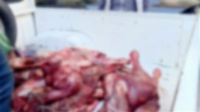 ضبط 150 كيلو لحوم حمير مخصصة للسيرك قبل تداولها بأسواق الجيزة (فيديو) 