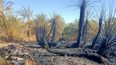 السيطرة على حريق بعدد من مزارع النخيل في مطروح (صور)