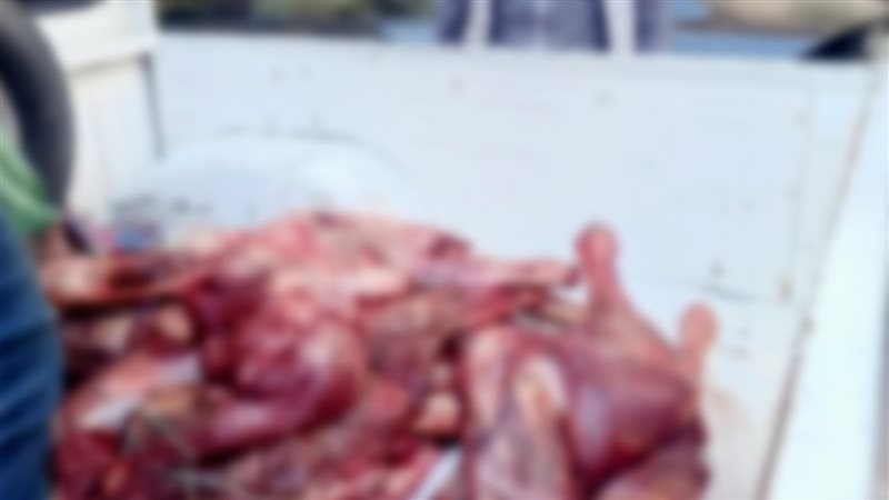 ضبط لحوم حمير في
