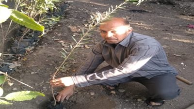 محافظ الجيزة يكلف بزراعة 315 ألف شجرة بنطاق الأحياء والمراكز (صور)