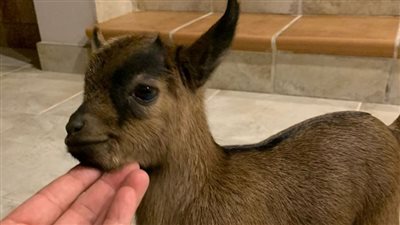  الماعز القزم بديلا أليفًا للكلاب والقطط في المنازل بالسعودية