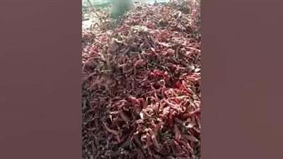 مشهد صادم لفئران تمرح في الفلفل الهندي الفاخر قبل تصديره (فيديو) 