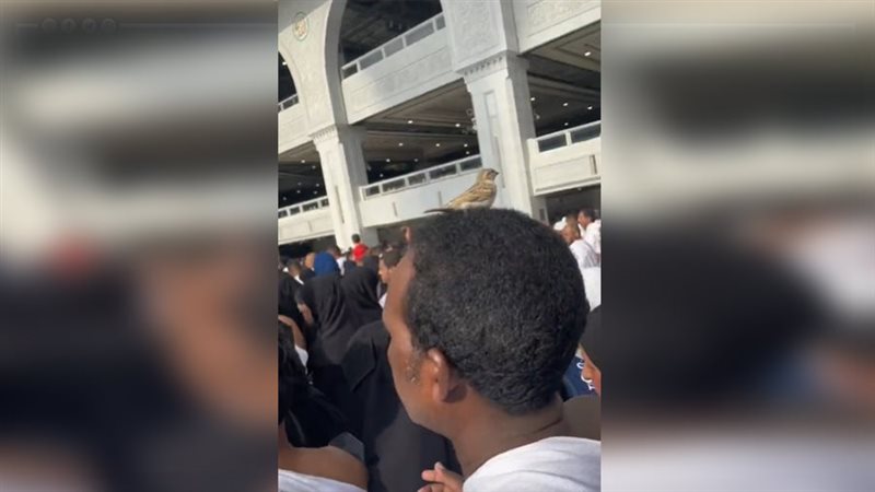 العصفور يقف بثبات