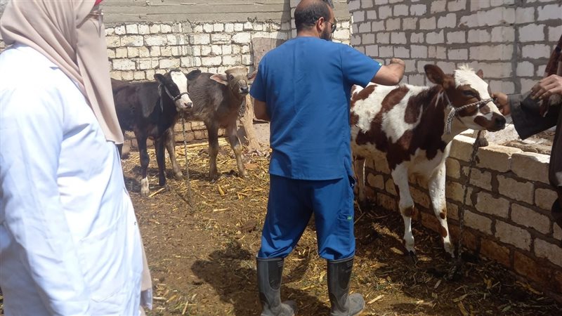 تطعيم الماشية، فيتو