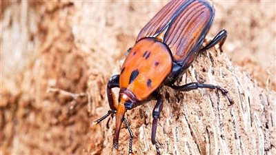 فحص 581 ألفا و760 نخلة لمكافحة السوسة الحمراء بقنا 