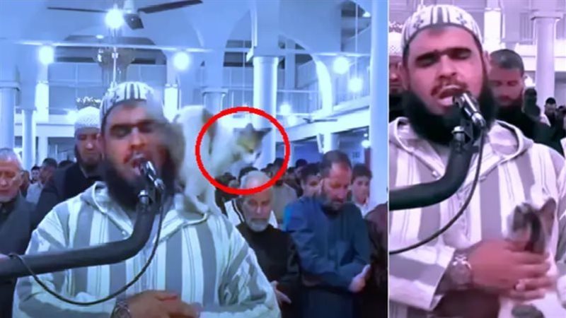 الإمام والقطة، فيتو
