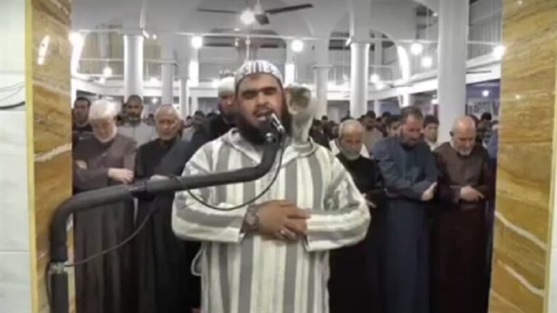 القطة فوق كتف الإمام،