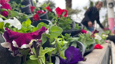 غدا، افتتاح معرض زهور الربيع بالمتحف الزراعي للجمهور