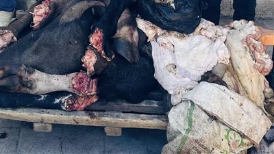 ضبط توك توك يوزع لحوما مذبوحة خارج السلخانة في سوهاج (صور) 