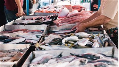 ارتفاع أسعار السمك البلطي والبوري بالأسواق اليوم، والدنيس بـ200 جنيه