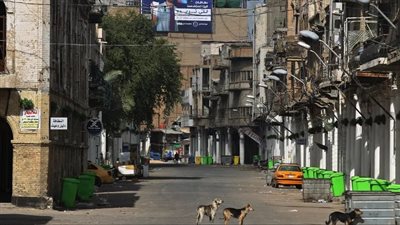 إحصائية مرعبة عن هجمات الكلاب الضالة في العراق 