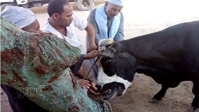 تحصين 105 آلاف رأس ماشية ضد الحمى القلاعية والوادي المتصدع ببني سويف