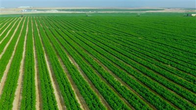 شروط تملك الأراضي في شركة الريف المصري لصغار المستثمرين