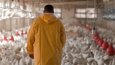 تجارية القاهرة: ارتفاع أسعار الأعلاف والطن يقترب من 30 ألف جنيه