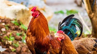 السجن 6 أشهر لرجل بتهمة ترويع الفراخ 