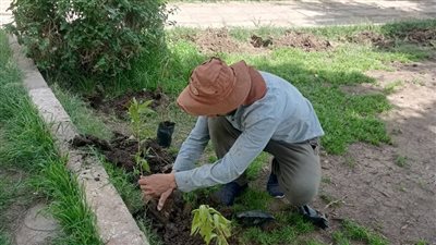 تحمي من أشعة الشمس الحارقة، 3 فوائد للأشجار خلال الموجة الحارة