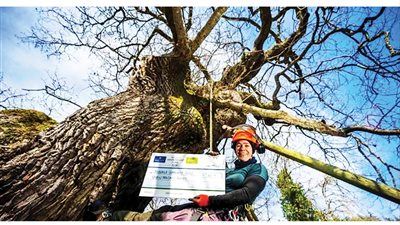 8500 دولار لتدعيم شجرة بلوط قديمة