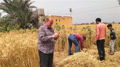 بدء موسم حصاد القمح في الإسماعيلية (صور) 