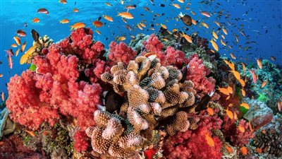 معلومات الوزراء: البحر الأحمر يضم أطول تجمعات الشعاب المرجانية الحية في العالم