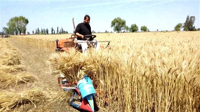 لتشجيع المزارعين على التوريد.. زيادة الحافز الإضافي لتوريد القمح.. واحتياطي استيراتيجي 4.6 شهر