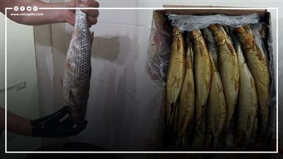 لشم نسيم آمن، أفضل أنواع الرنجة والفسيخ وأسعارها بالأسواق (فيديو وصور)