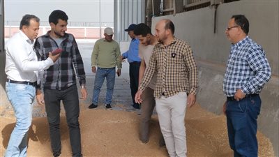 بدء استلام القمح في صوامع القنطرة شرق الإسماعيلية (صور) 