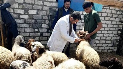 بيطرى الشرقية: استمرار حملة التطعيم ضد الحمى القلاعية والوادى المتصدع 