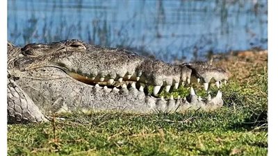 كروكزيلا، التمساح الوحش طوله 14 قدما ووزنه 2000 رطل (فيديو)