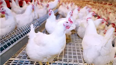 أسعار الدواجن، ارتفاع أسعار الفراخ اليوم الثلاثاء 11-4-2023 في السوق المحلي