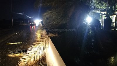 الرياح تسقط 3 نخلات في المنوفية (صور)