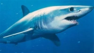 بتر الذراع اليسرى، التقرير الطبي لضحية هجوم القرش بدهب